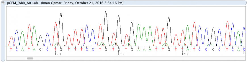 pGEM_(AB)_A01